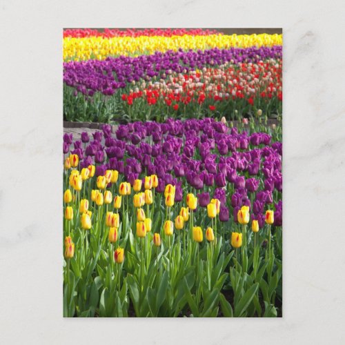 Tulip Field Postcard