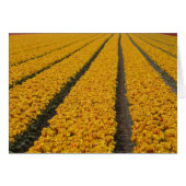 Tulip field, The Netherlands (Front Horizontal)