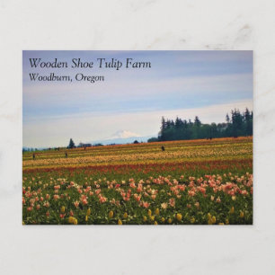 Tulip Field with Mt. Hood, Oregon Postcard