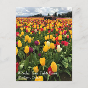 Tulip Field with Old Tractor, Oregon Postcard