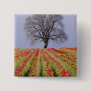 Tulip fields and a lone oak tree located near button
