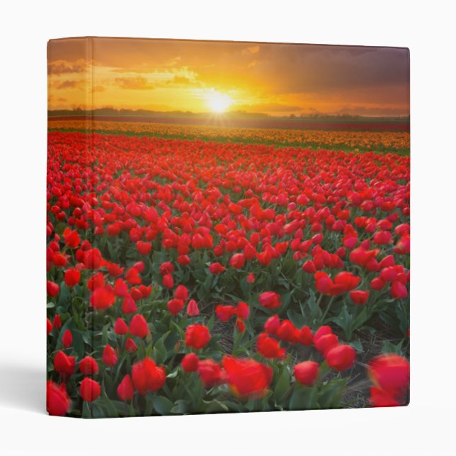 Tulip Fields at Sunset in the Netherlands 3 Ring Binder (Front/Spine)