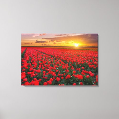Tulip Fields at Sunset in the Netherlands Canvas Print