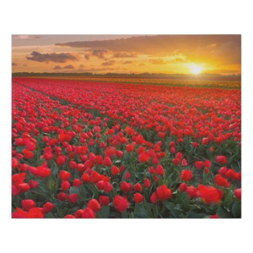 Tulip Fields at Sunset in the Netherlands Faux Canvas Print