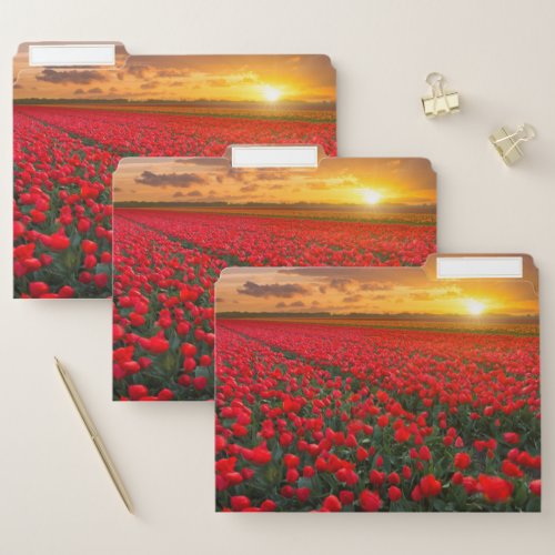 Tulip Fields at Sunset in the Netherlands File Folder