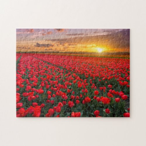 Tulip Fields at Sunset in the Netherlands Jigsaw Puzzle