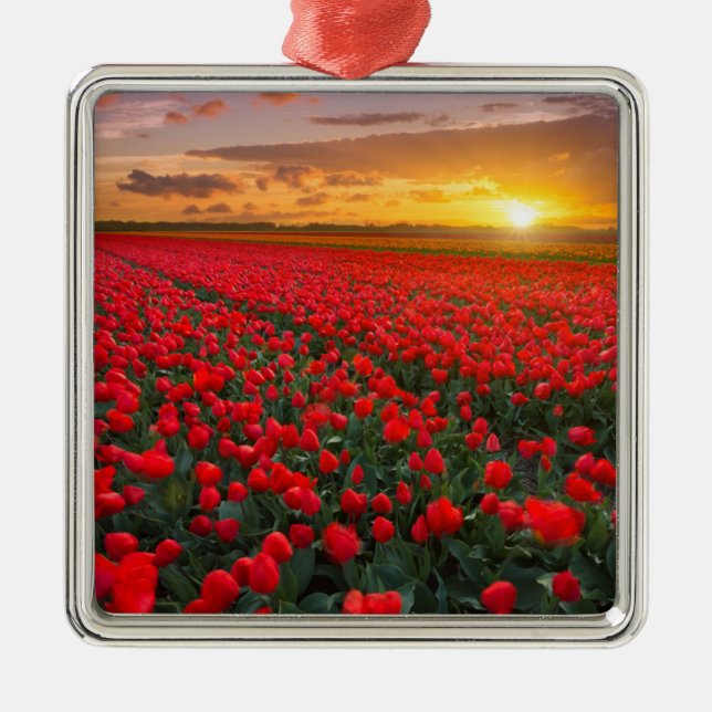 Tulip Fields at Sunset in the Netherlands Metal Ornament (Front)