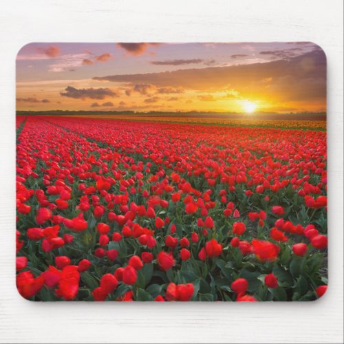 Tulip Fields at Sunset in the Netherlands Mouse Pad