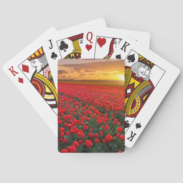Tulip Fields at Sunset in the Netherlands Poker Cards (Back)