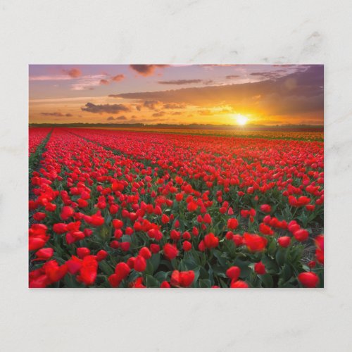 Tulip Fields at Sunset in the Netherlands Postcard
