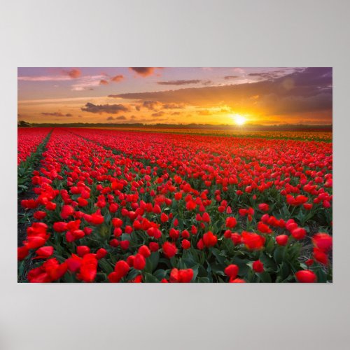 Tulip Fields at Sunset in the Netherlands Poster