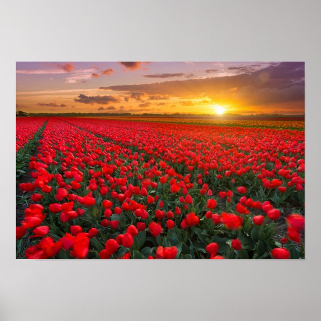 Tulip Fields at Sunset in the Netherlands Poster (Front)