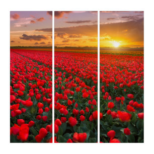 Tulip Fields at Sunset in the Netherlands Triptych