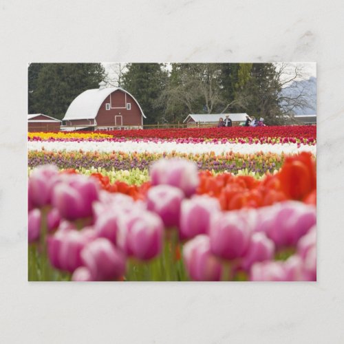 Tulip fields of Mt Vernon Skagit County WA Postcard