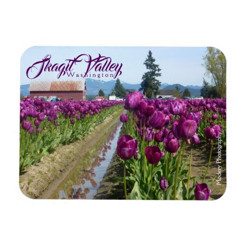 Tulip Fields Purple  Barn Skagit Valley Magnet