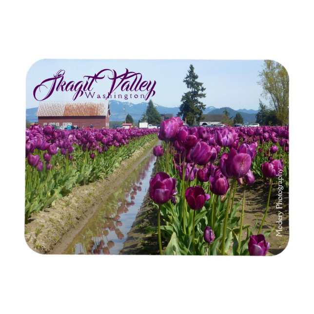 Tulip Fields (Purple) & Barn (Skagit Valley) Magnet (Horizontal)