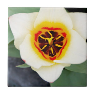 Tulip flower ceramic tile