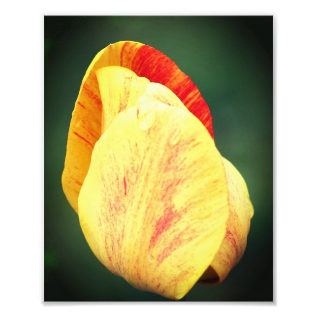 Tulip Flower Petals With Raindrops Close Up 8x10 Photo Print (Front)