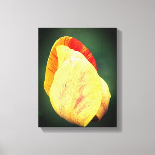 Tulip Flower Petals With Raindrops Close Up Canvas Print