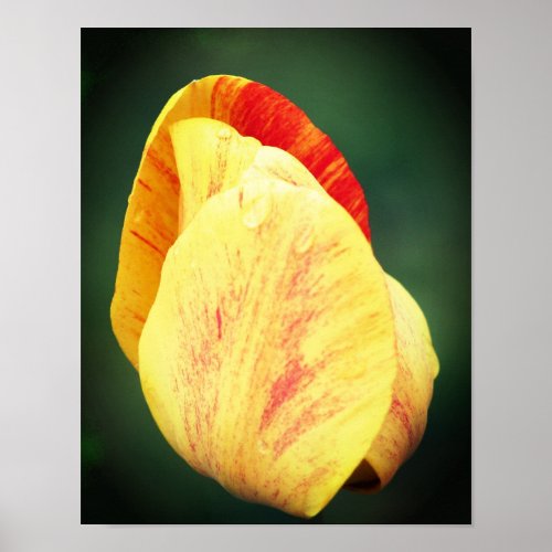 Tulip Flower Petals With Raindrops Close Up Poster