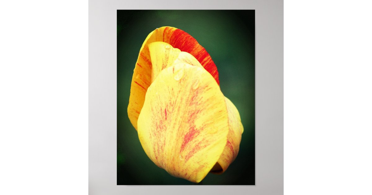 Tulip Flower Petals With Raindrops Close Up Poster | Zazzle