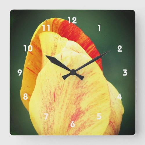 Tulip Flower Petals With Raindrops Close Up  Square Wall Clock