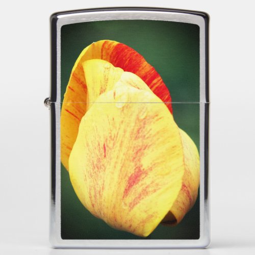 Tulip Flower Petals With Raindrops Close Up  Zippo Lighter