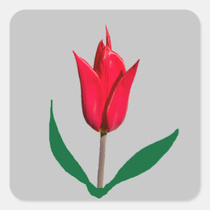 Tulip flower square sticker