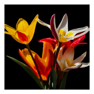 Tulip flowers against black background poster