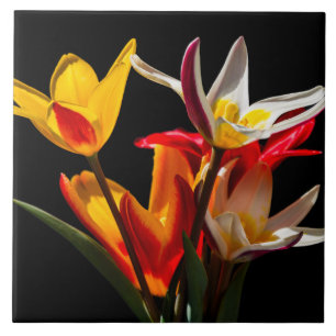Tulip flowers against black background tile