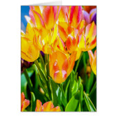Tulip Flowers - Flourish (Front)