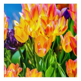 Tulip Flowers - Flourish Acrylic Print