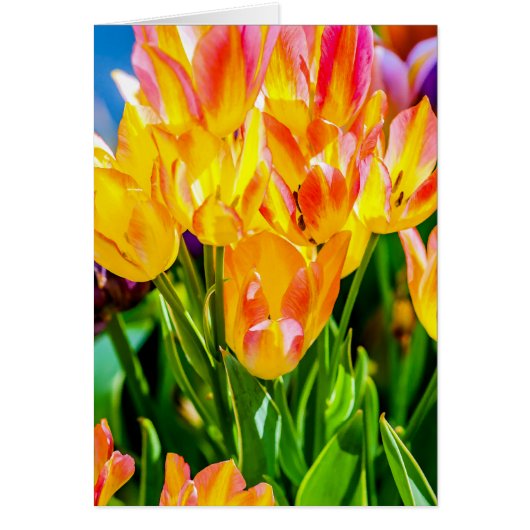 Tulip Flowers - Flourish Cards (Front)