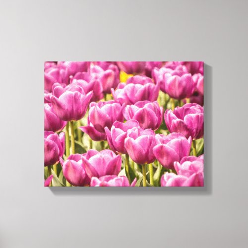 Tulip Flowers in the Spring Photo Canvas Print