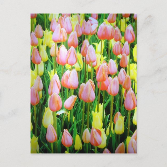 tulip flowers postcard (Front)