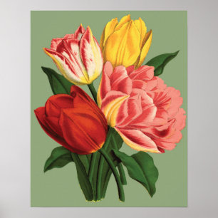 Tulip Flowers Poster