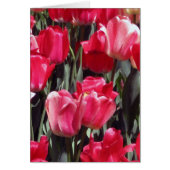 Tulip Garden (Front)