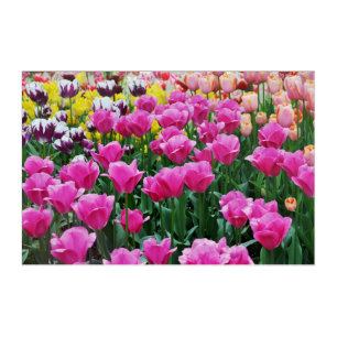 Tulip Garden Acrylic Print
