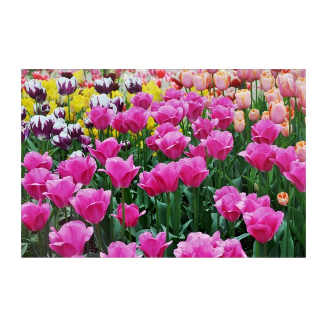 Tulip Garden Acrylic Print (Front)