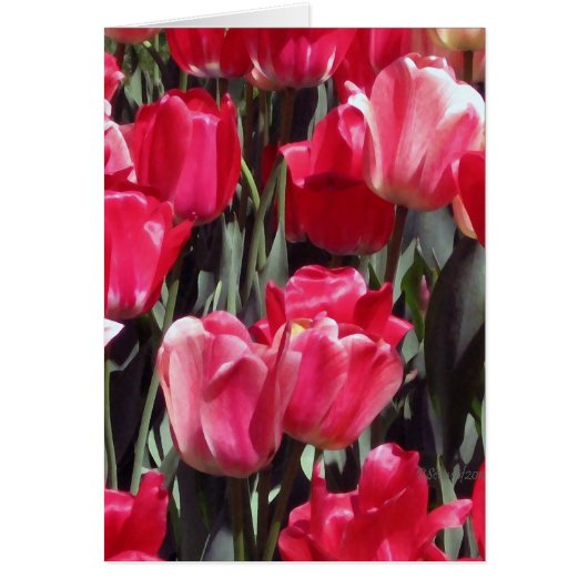 Tulip Garden Cards (Front)