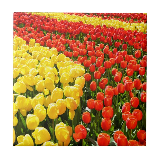 Tulip garden ceramic tile (Front)