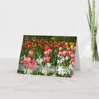Tulip Garden DSC0855 Card