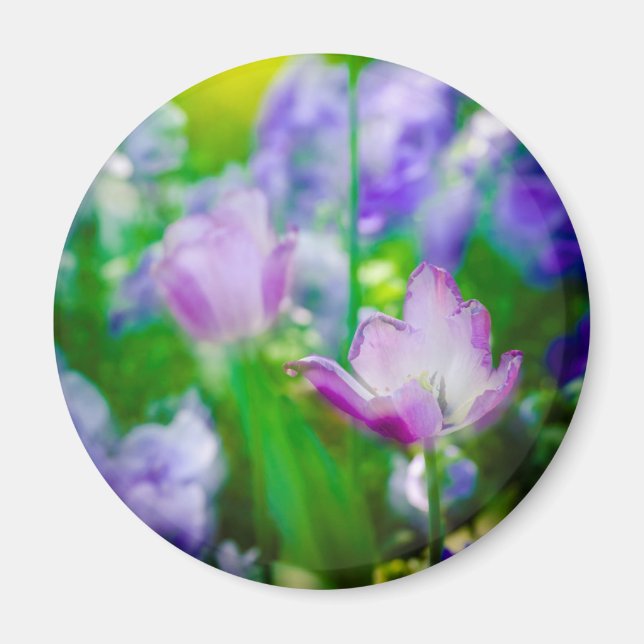 Tulip garden, Giverny, France Magnet (Front)
