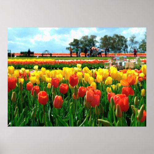Tulip Garden _ Landscape Cityscape Nature Scenery Poster