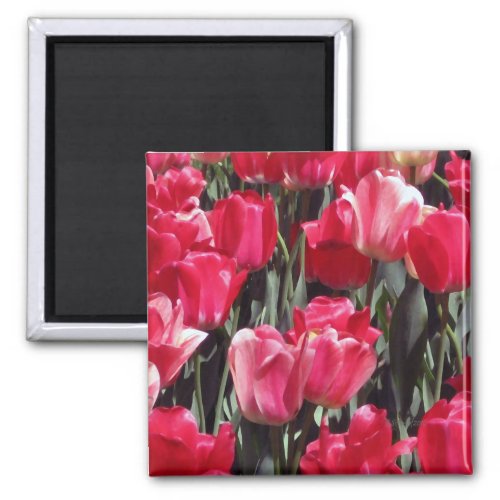 Tulip Garden Magnet
