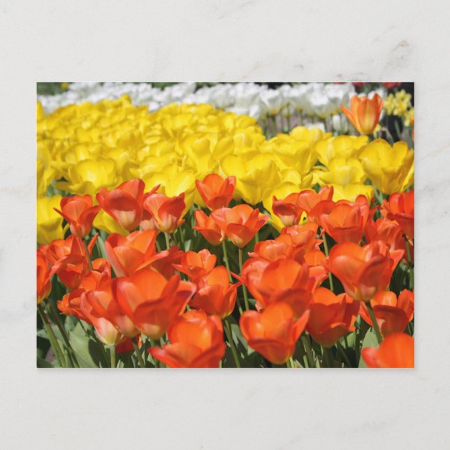Tulip garden postcard (Front)