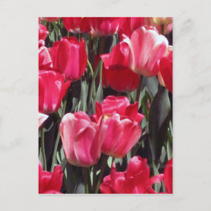 Tulip Garden Postcard