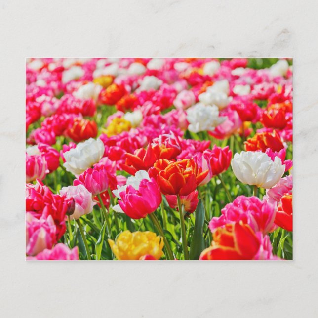 Tulip Garden Postcard (Front)