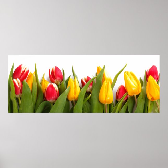 Tulip Garden Poster (Front)