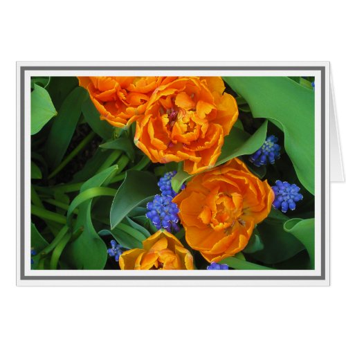 Tulip  Grape Hyacinth Photograph Blank Note Cards